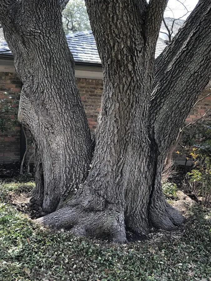 Mature heritage tree close to a Winneconne property cared for by certified arborists